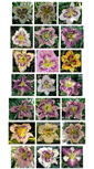 Mobile Screenshot of flourishingdaylilies.com