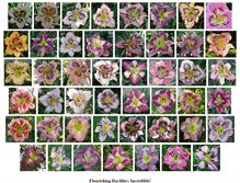 Tablet Screenshot of flourishingdaylilies.com